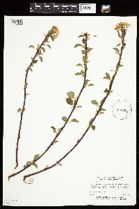 Prunus pensylvanica image