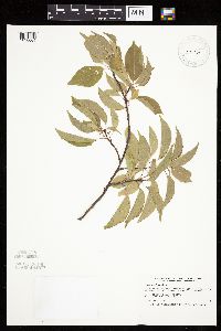 Prunus pensylvanica image