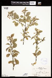 Prunus pensylvanica image