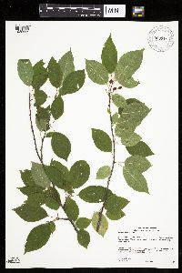 Prunus pensylvanica image
