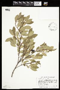 Prunus pumila image