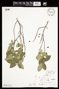 Prunus pumila image