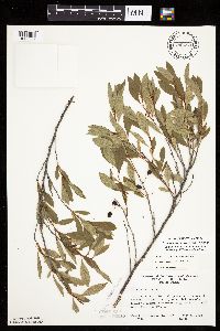 Prunus pumila image