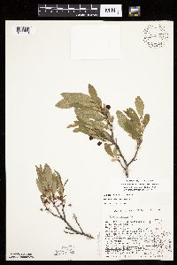 Prunus pumila image