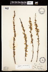 Prunus pumila image