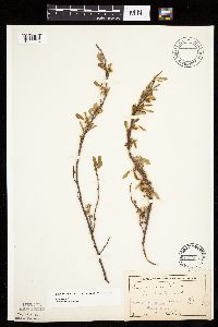 Prunus pumila image
