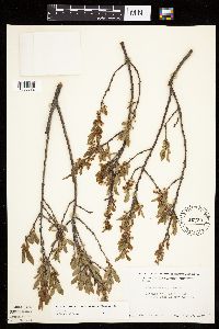Prunus pumila image