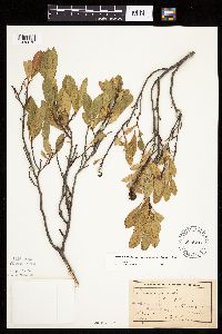 Prunus pumila image