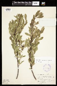 Prunus pumila image