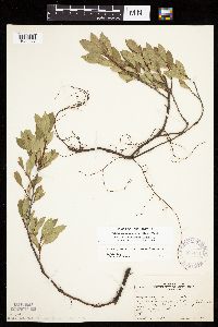 Prunus pumila image
