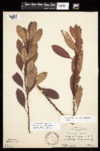 Prunus pumila image
