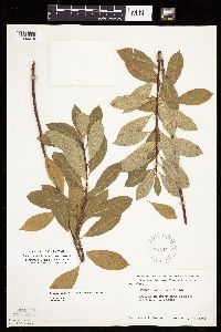 Prunus pumila image