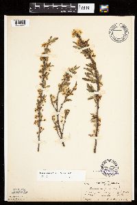Prunus pumila image