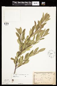 Prunus pumila image
