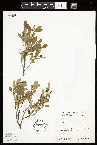 Prunus pumila image