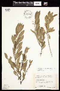 Prunus pumila image