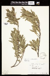 Prunus pumila image