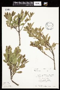Prunus pumila image