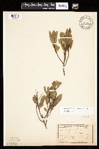 Prunus pumila image