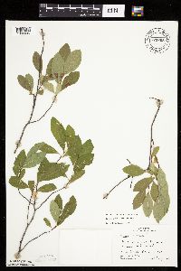 Prunus pumila image