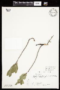Prunus pumila image