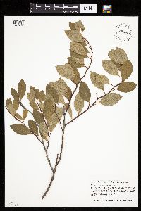 Prunus pumila image