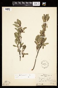 Prunus pumila image