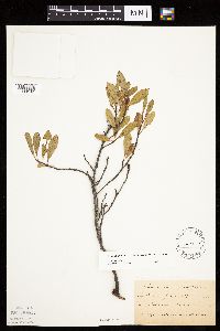 Prunus pumila image