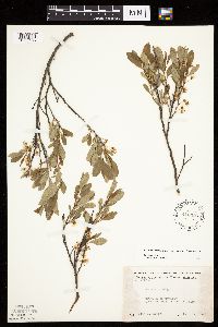 Prunus pumila image