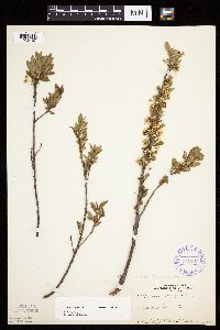 Prunus pumila image