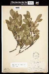 Prunus pumila image