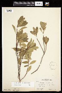 Prunus pumila image