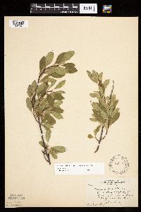 Prunus pumila image