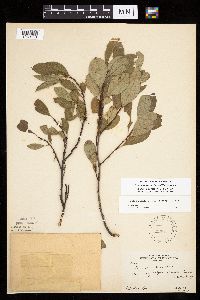 Prunus pumila image