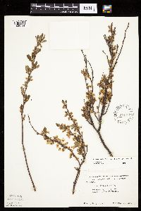 Prunus pumila image