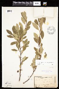 Prunus pumila image