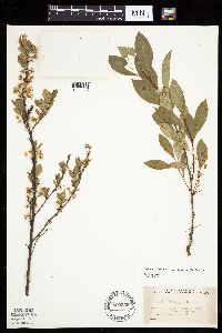 Prunus pumila image