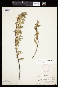 Prunus pumila image