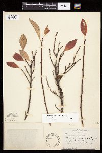 Prunus pumila image