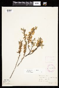 Prunus pumila image