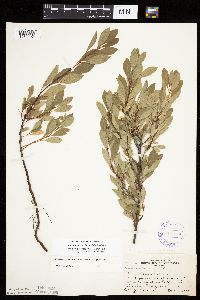 Prunus pumila image