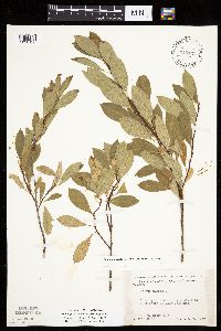 Prunus pumila image
