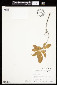 Prunus pumila image