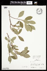 Prunus pumila image