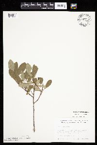 Prunus pumila image