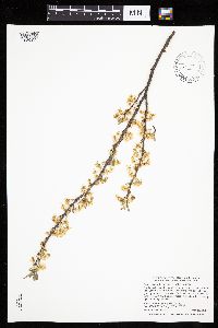 Prunus pumila image