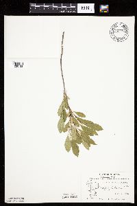 Prunus pumila image