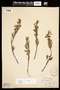 Prunus pumila image