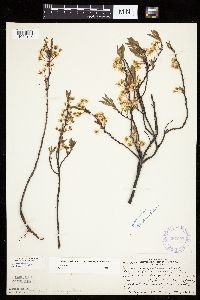Prunus pumila image