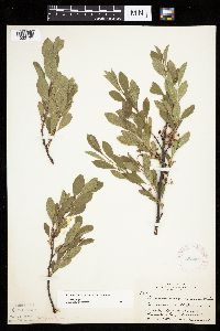 Prunus pumila image